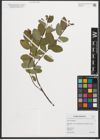 Foto von Salix myrtilloides L.